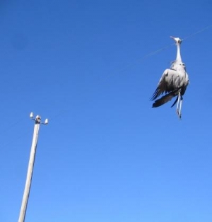 52 Cranes perish in the Karoo 