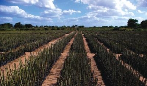 biofuels for europe driving land grabbing in africa
