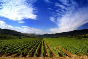 africa&#039;s sustainable farming intensifies