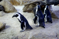 Waddling for the penguins