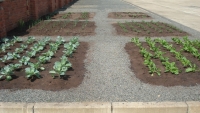 Corporate gardens feed hungry children