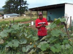 mr t pot&#039;s veggie patch