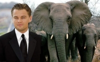 Save the elephants, petitions Leo