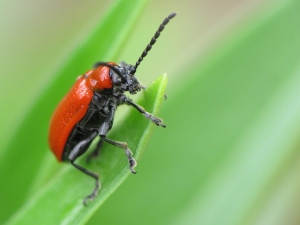 Alien bugs are more harmful than they seem 