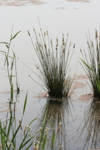 Identifying our wetland plants