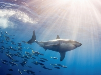 Great white shark granted new protection in California