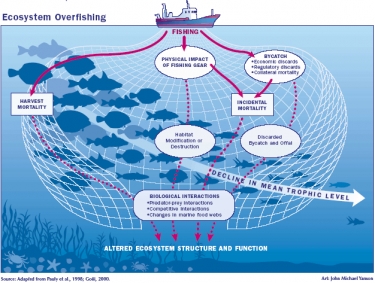 Greenpeace urges South Korea to control fish trade 