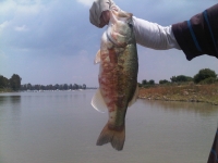 Local Fish Threatened By Disease