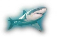 shark news