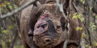 Save the Rhinos!