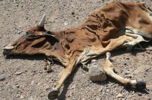 Crisis in the Horn of Africa