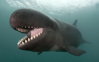 What whales want