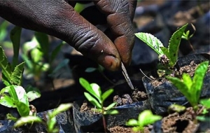pick &#039;n pay brings trees to alexandra