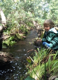 Foxglove organic stories Pt 7: Clearing the wattle