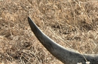 Rhino poaching continues to haunt KNP