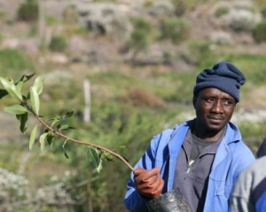 trees for tourism