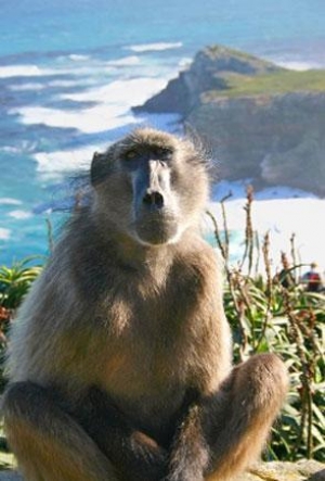 No more mountain baboon killings! 