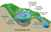 Play a role in protecting wetlands this year