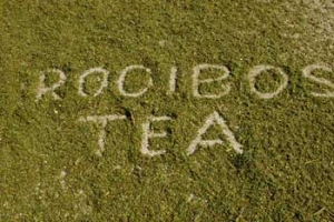 rooibos goes greener