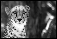 Wild cheetahs return to the Free State