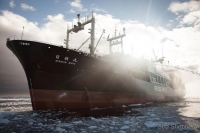 Japan halts whale hunt after Sea Shepherd clashes