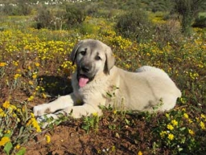 Save the leopards with Anatolian dogs 