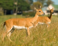 Reversing the plight of the oribi
