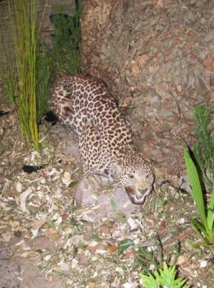 Hurray for South Africaâ€™s biodiversity! 