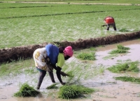 New seed legislation spells disaster for small farmers