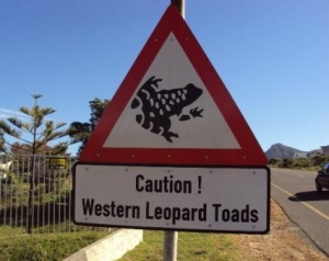 Watch out for the toad moon 