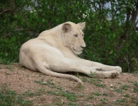 Calling all white lion protectors