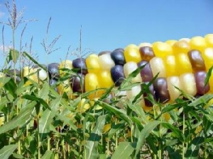modified maize dumped onto african markets