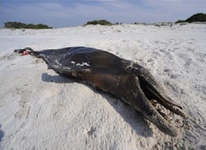 Time and place the worst possible for oil disaster