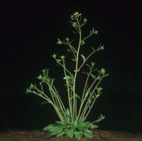 Plants perform molecular maths