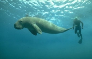 82% marine ecoregions not well managed 