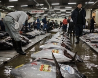 Avoid Pacific Bluefin Tuna, radioactive or not