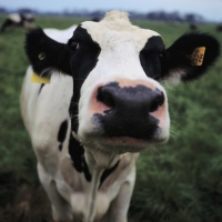 Wiping out World Hunger – One Meat Burger at a Time