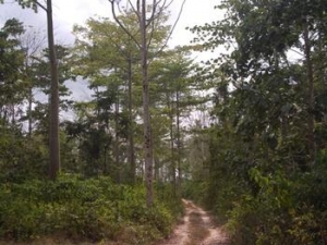 african forest policies best in world