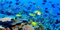 Stop the Great Barrier Coal Mine!