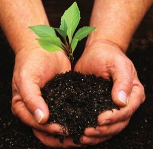 audi plants another 350 trees to commemorate arbor month