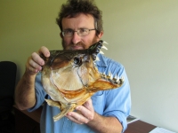 Tigerfish prove to be good geologists