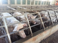 Concerned retailer helps to phase out gestation crates