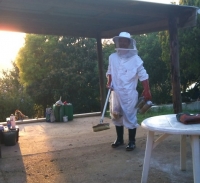 Foxglove organic stories Pt 5: Chicks and beekeeping
