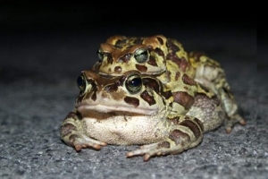 Through the eyes of a toad! 