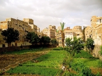 The ancient urban food gardens of Yemen