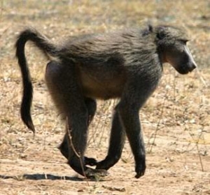 Can we leave space for our wild neighbours? 