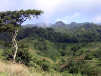 Cameroon palm oil project finally on ice