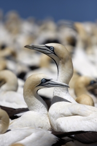 Bird Island celebrates centenary of gannet population