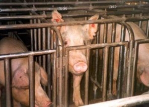 Sow Stalls to be phased out in S.A.