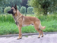 Saving rhinos with new canine recruits